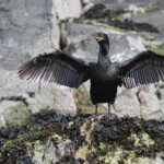 Cormoran huppé - Farne Islands- 11/07/2014