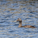 Eider à duvet - Farne Islands- 11/07/2014