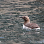 Guillemot de Troil - Farne Islands- 11/07/2014