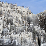 Guillemot de Troil - Farne Islands- 11/07/2014