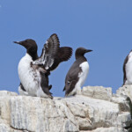 Guillemot de Troil - Farne Islands- 11/07/2014