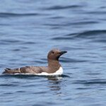 Guillemot de Troil - Farne Islands- 11/07/2014