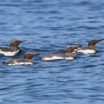 Guillemot de Troil - Farne Islands- 11/07/2014