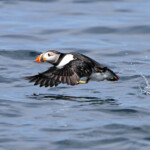 Macareux - Farne Islands- 11/07/2014