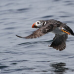 Macareux - Farne Islands- 11/07/2014