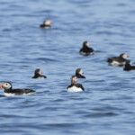 Macareux - Farne Islands- 11/07/2014
