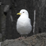 Mouette tridactyle - Farne Islands- 11/07/2014