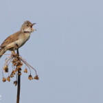 Fauvette grisette - Amble - 12/07/2014
