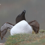 Pingouin torda - Fowlsheugh - 13/07/2014