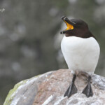 Pingouin torda - Fowlsheugh - 13/07/2014