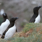 Pingouin torda - Fowlsheugh - 13/07/2014