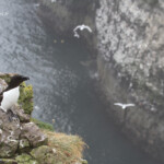 Pingouin torda - Fowlsheugh - 13/07/2014