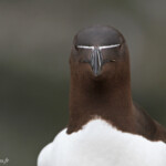 Pingouin torda - Fowlsheugh - 13/07/2014