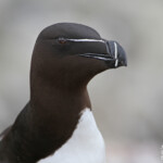 Pingouin torda - Fowlsheugh - 13/07/2014