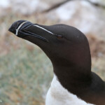 Pingouin torda - Fowlsheugh - 13/07/2014