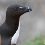 Pingouin torda - Fowlsheugh - 13/07/2014