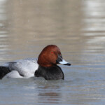 Fuligule milouin (Camargue - Pont de Gau)