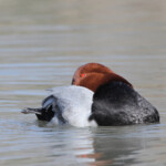 Fuligule milouin (Camargue - Pont de Gau)