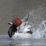 Fuligule milouin (Camargue - Pont de Gau)