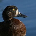 Fuligule milouinan (Islande - Reykjavik - juillet 2011)