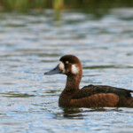 Fuligule milouinan (Islande - Lac Myvatn - juillet 2011)
