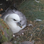 Fulmar boréal - Fowlsheugh - 13/07/2014