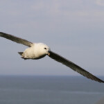 Fumar boréal - Northumberland - 11/07/2014