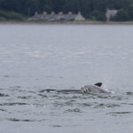 Grand dauphin - Bottlenose dolfin - Moray firth - 14/07/2014