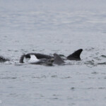 Grand dauphin - Bottlenose dolfin - Moray firth - 14/07/2014