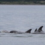 Grand dauphin - Bottlenose dolfin - Moray firth - 14/07/2014