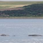 Grand dauphin - Bottlenose dolfin - Moray firth - 14/07/2014