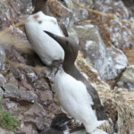 Guillemot - Fowlsheugh - 13/07/2014