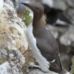 Guillemot - Fowlsheugh - 13/07/2014