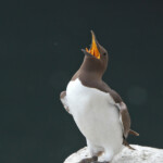 Guillemot - Fowlsheugh - 13/07/2014