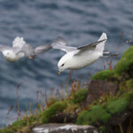 Fulmar boréal - Handa - 15/07/2014