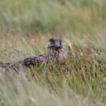 Grand Labbe - Handa - 15/07/2014