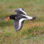 Huîtrier pie (Handa - Ecosse)