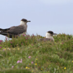 Labbe parasite - Handa - 15/07/2014