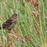 Linotte à bec jaune - Handa - 15/07/2014