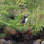 Macareux moines - Handa - 15/07/2014