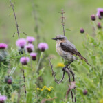Traquet motteux - Handa - 15/07/2014