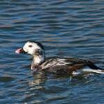 Harelde boréale (Hyères - 8 octobre 2011)