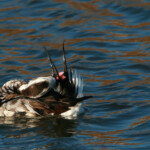 Harelde boréale (Hyères - 8 octobre 2011)