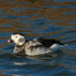 Harelde boréale (Hyères - 8 octobre 2011)