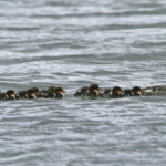 Harle huppé (Islande - lac Myvatn jullet 2011)