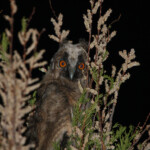Jeune Hibou moyen-duc - Espagne