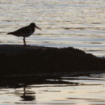 Huîtrier pie (Mull, Ecosse)
