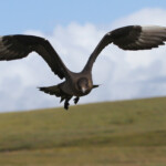 Labbe parasite - Handa - 15/07/2014