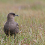 Labbe parasite - Handa - 15/07/2014