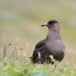Labbe parasite - Handa - 15/07/2014